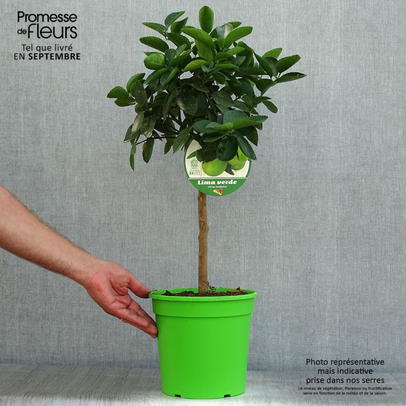 Exemplar von Hybride Zitrone - Citrus x latifolia Topf mit 4L/5L, 1/4 Stängel wie im Sommer geliefert