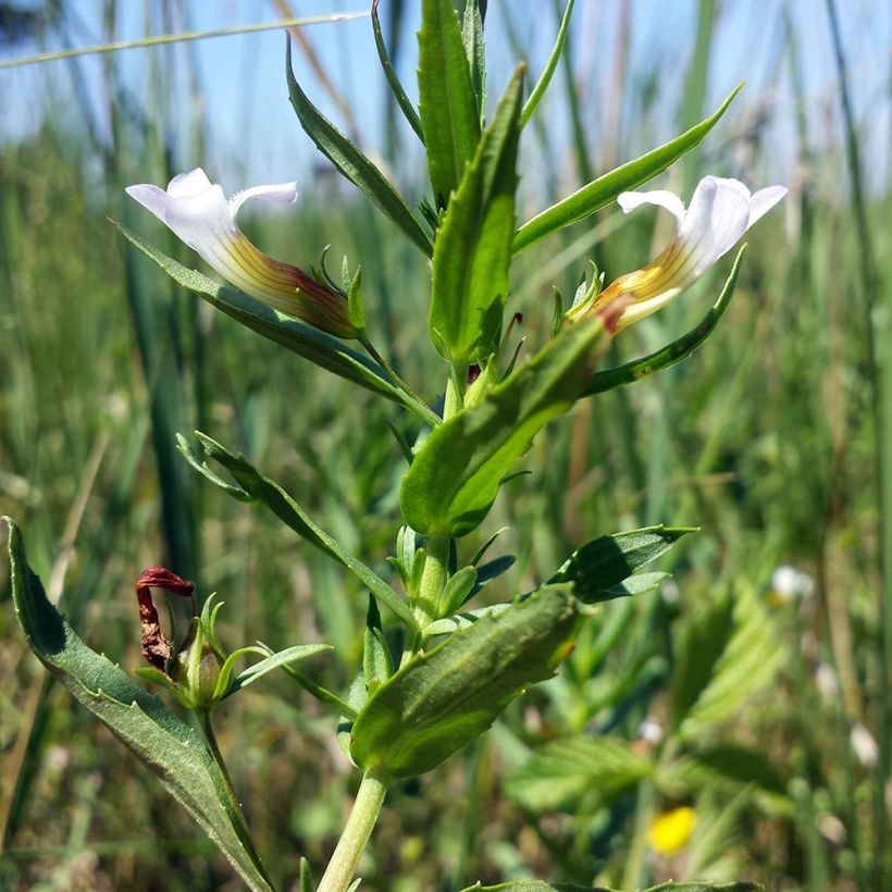 Gratiola officinalis - Echtes Gnadenkraut (Foliage)