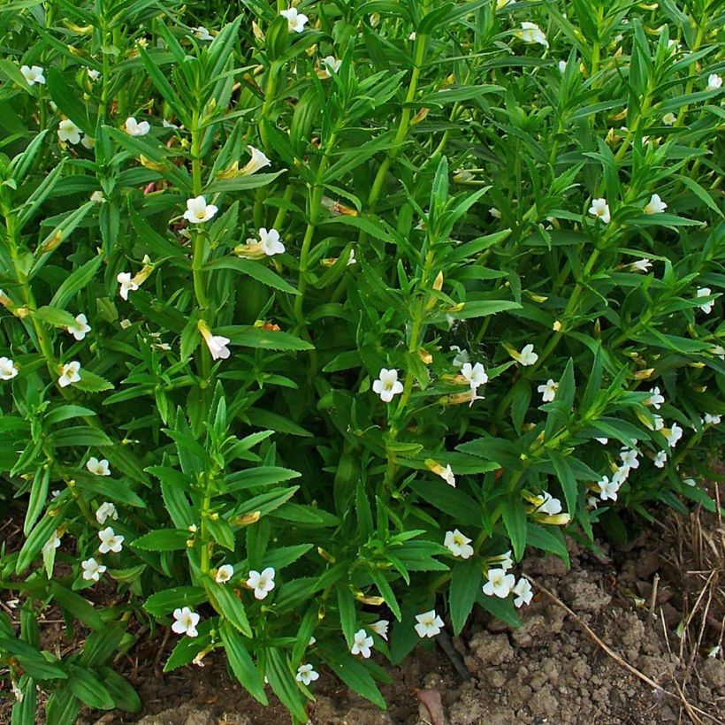 Gratiola officinalis - Echtes Gnadenkraut (Plant habit)