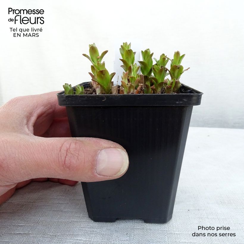 Exemplar von Gratiola officinalis - Echtes Gnadenkraut Kleine Töpfe von 8/9 cm wie im Winter geliefert