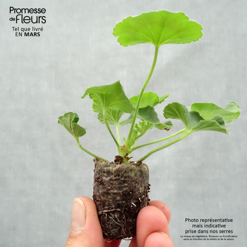 Example of Zonal-Pelargonie Flic Flac Red Nova - Pelargonium Mini-Plug Ø 3/4 cm as you get in printemps
