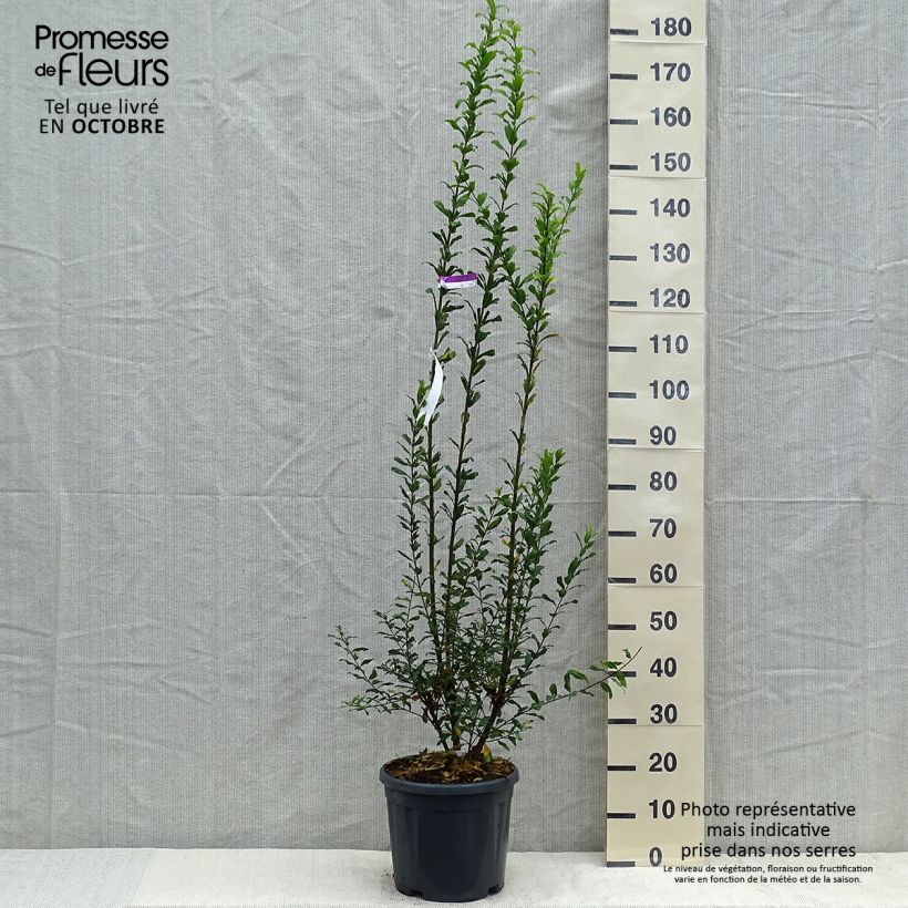 Example of Punica granatum Noshi Shibari - Granatapfelbaum Topf mit 7,5L/10L, Strauch as you get in automne