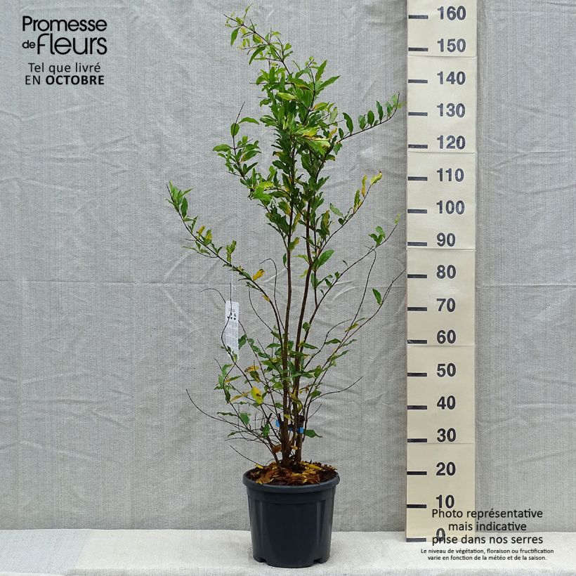 Example of Granatapfelbaum Malisi - Punica granatum Topf mit 7,5L/10L, Halbstamm as you get in automne