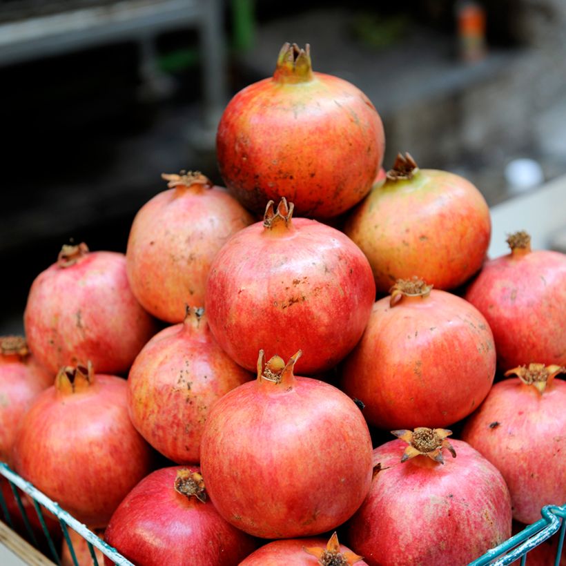 Punica granatum Acco (Samen) - Granatapfelbaum (Harvest)