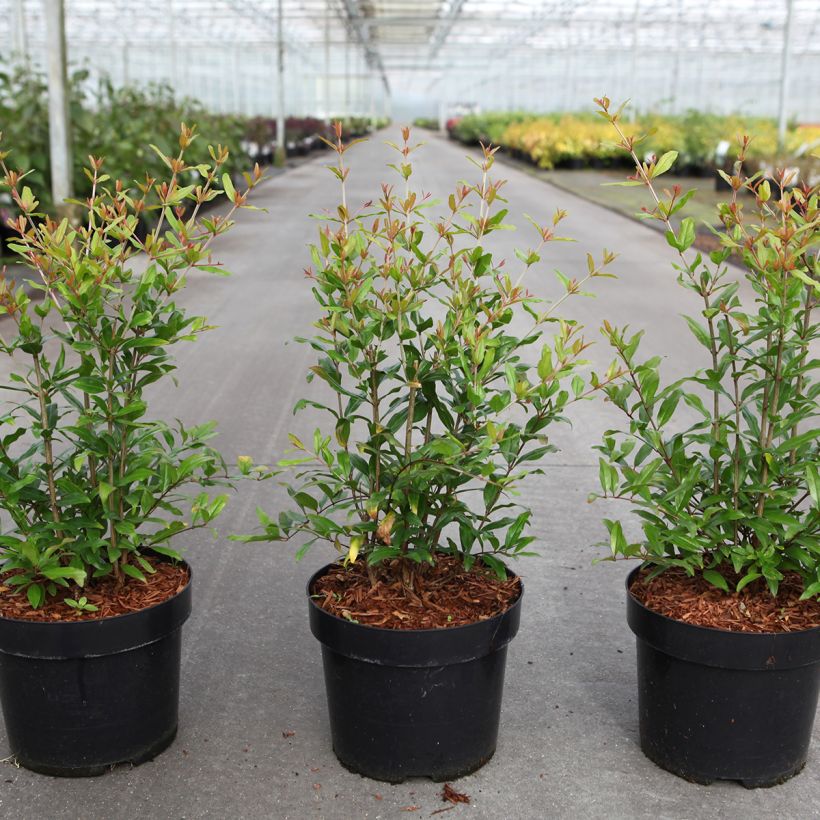 Granatapfelbaum Favorite - Punica granatum (Hafen)