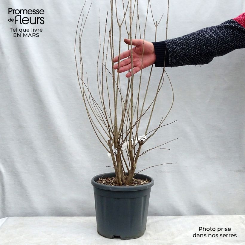 Example of Punica granatum California Sunset - Granatapfelbaum Topf mit 7,5L/10L as you get in hiver