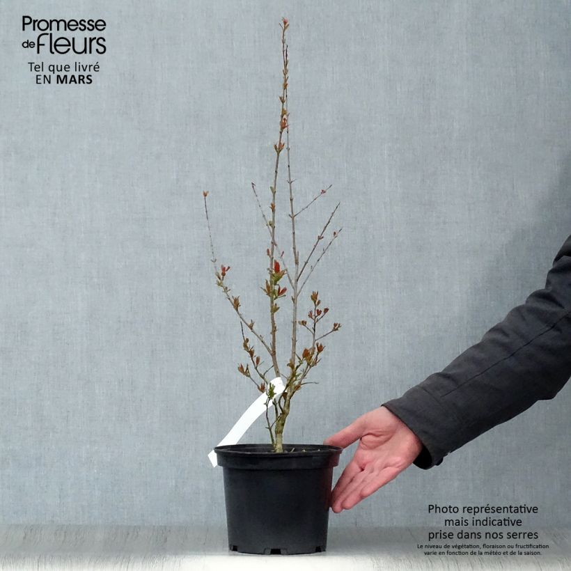 Exemplar von Punica granatum Maxima Rubra - Granatapfelbaum Topf mit 2L/3L wie im Frühjahr geliefert