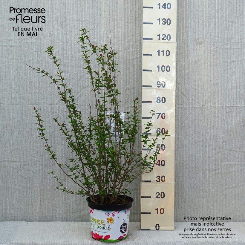 Exemplar von Granatapfelbaum Plena - Punica granatum Topf mit 7,5L/10L, Strauch wie im Frühjahr geliefert