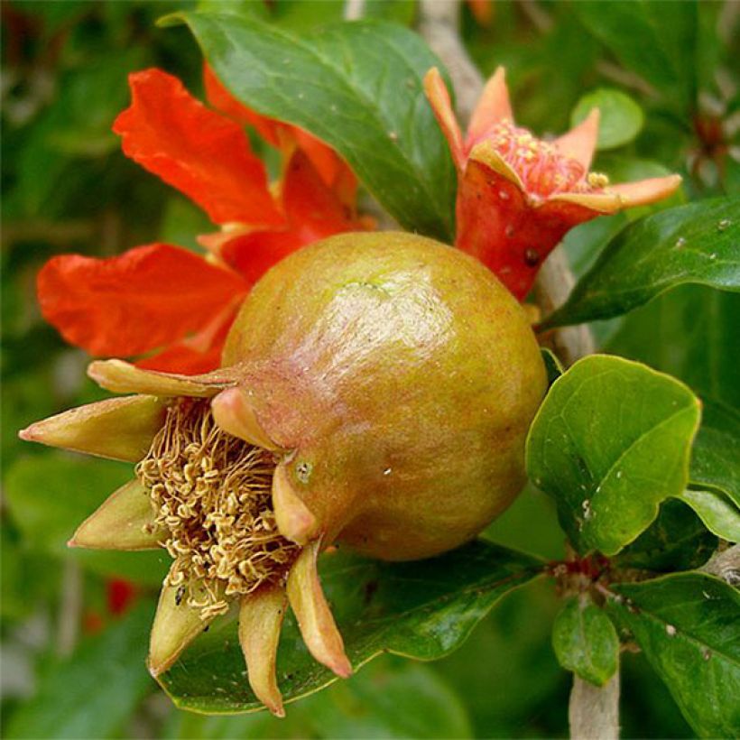 Granatapfelbaum - Punica granatum (Harvest)