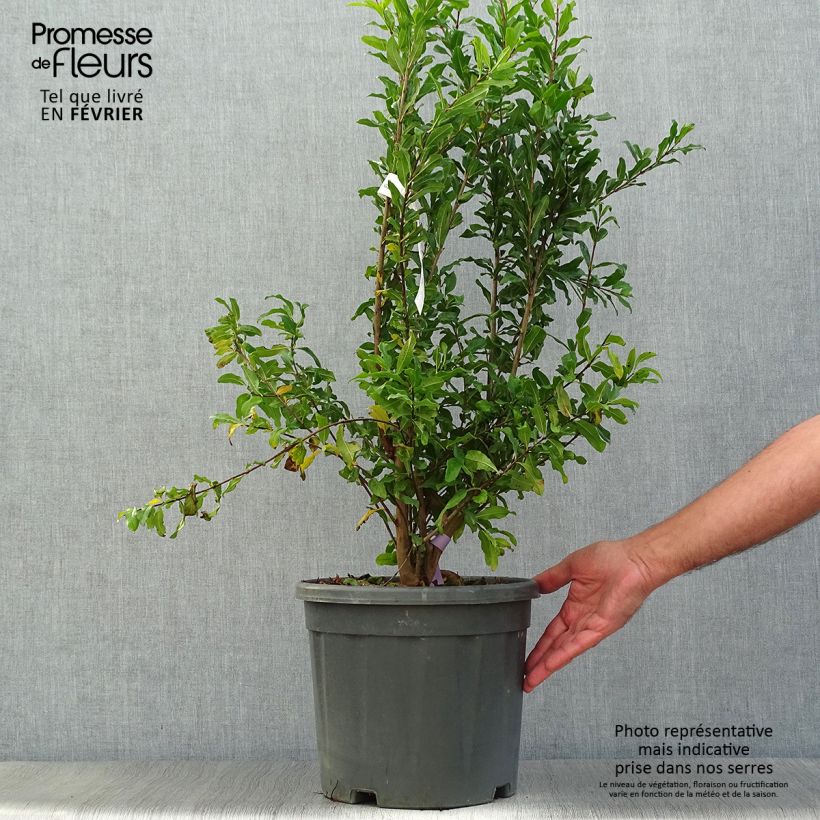 Example of Granatapfelbaum Black Fruit - Punica granatum Topf mit 7,5L/10L, Strauch as you get in automne