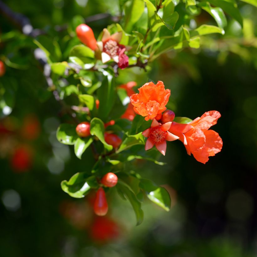 Granatapfelbaum Dente di leone - Punica granatum (Flowering)