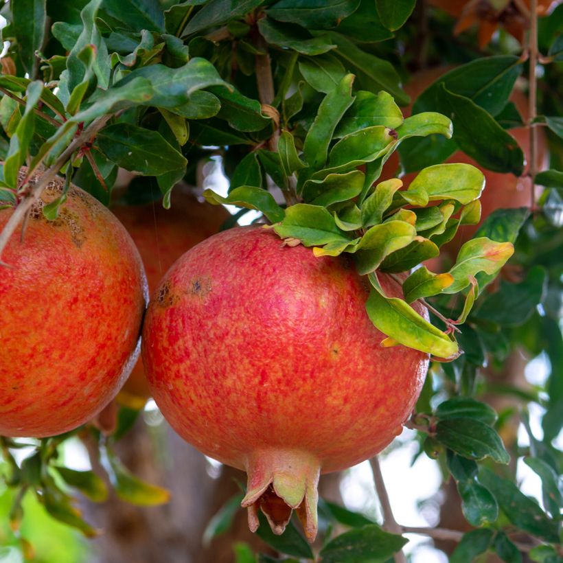 Granatapfelbaum Dente di leone - Punica granatum (Harvest)