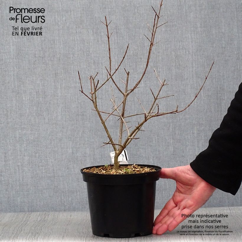 Exemplar von Granatapfelbaum Fina Tendral - Punica granatum Topf mit 2L/3L, Strauch wie im Winter geliefert