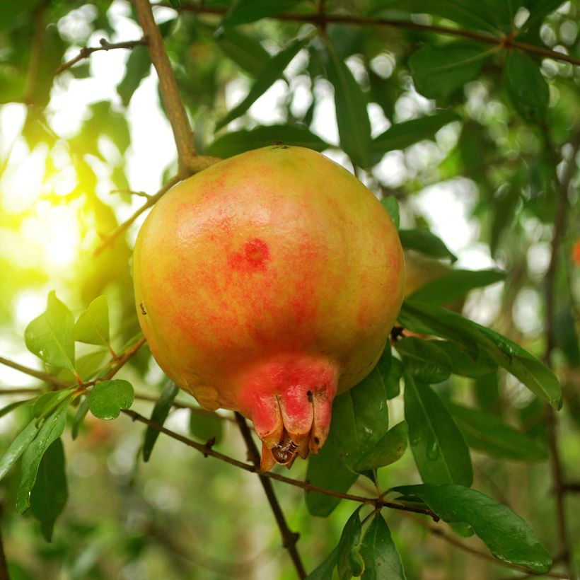 Granatapfelbaum Mollar de Elche - Punica granatum (Flowering)