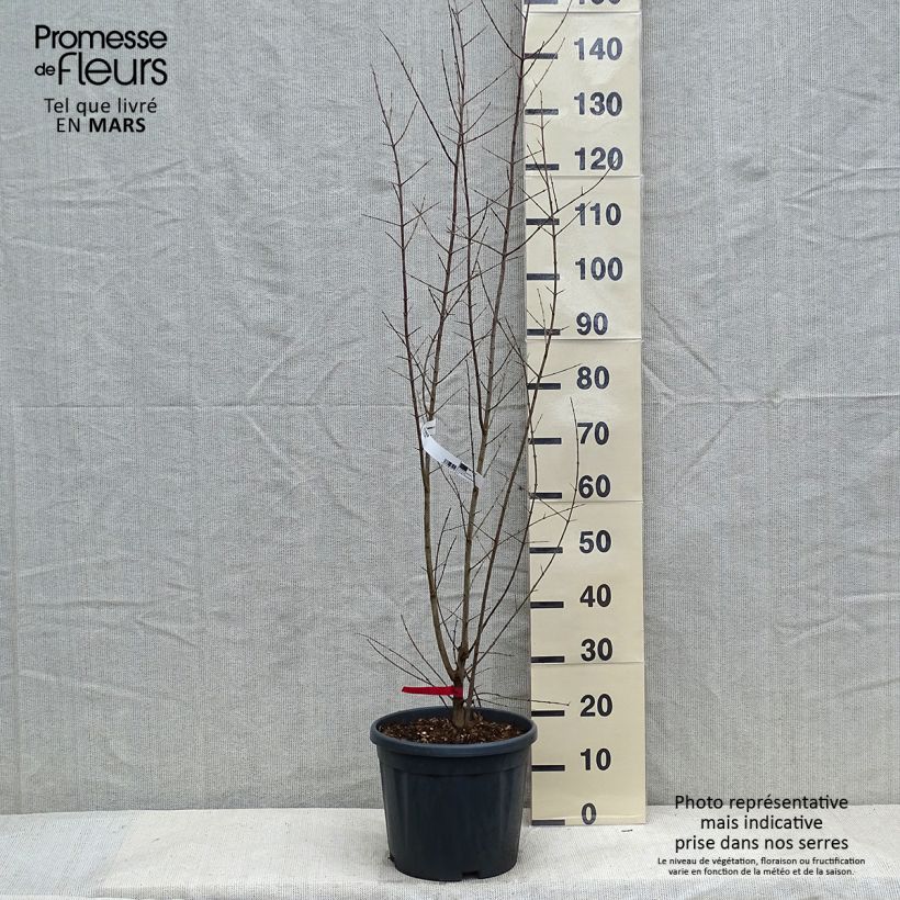 Exemplar von Granatapfelbaum - Punica granatum Topf mit 7,5L/10L, Strauch wie im Winter geliefert