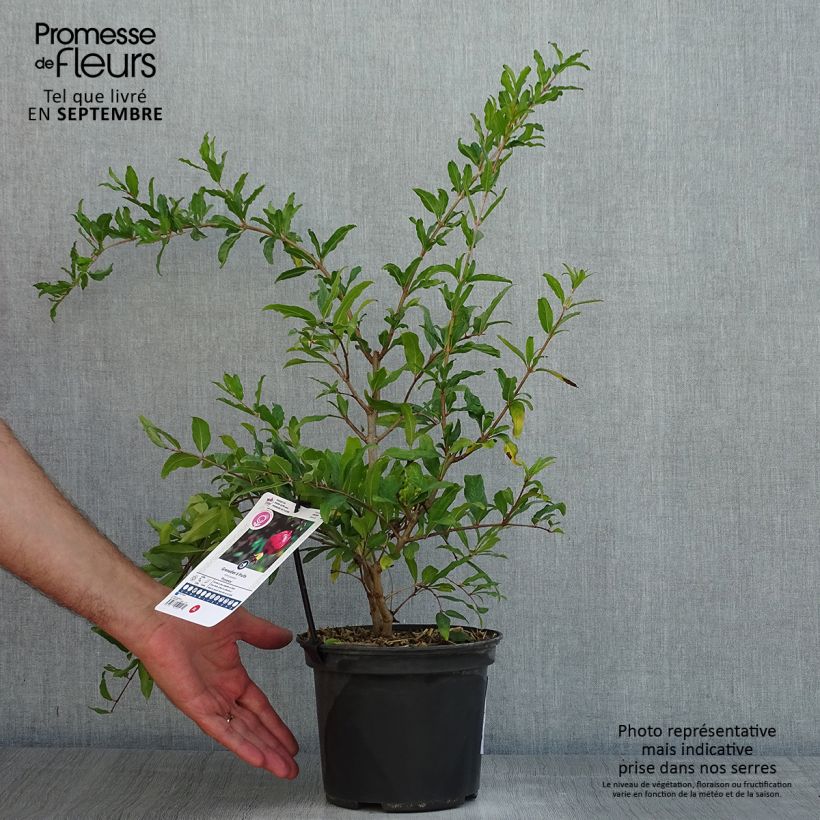 Exemplar von Granatapfelbaum Provence - Punica granatum Topf mit 1,5L/2L, Strauch/Busch, mehrstämmig wie im Sommer geliefert