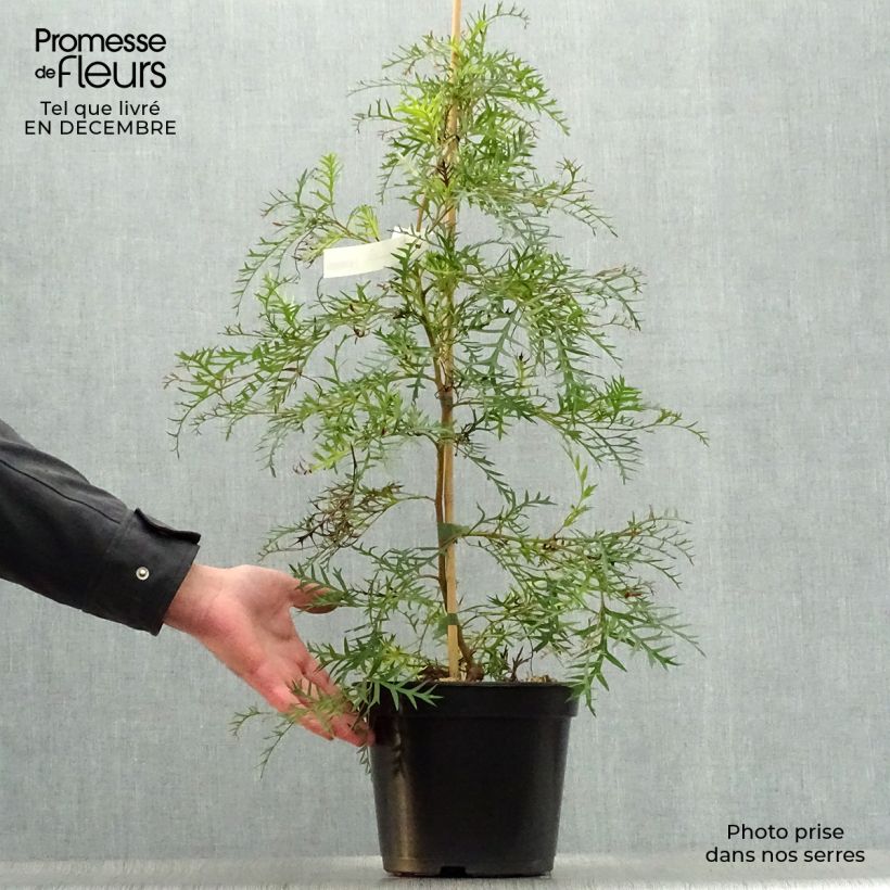 Exemplar von Grevillea Bronze Rambler - Silbereiche Topf mit 4L/5L wie im Winter geliefert