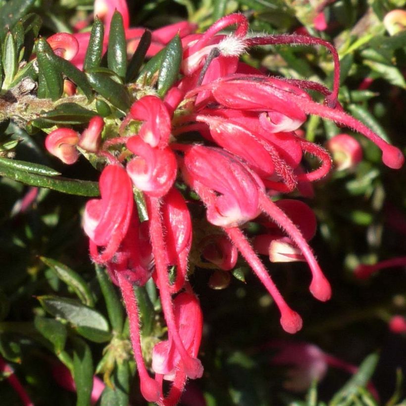 Grevillea Poorinda Rondeau - Silbereiche (Flowering)