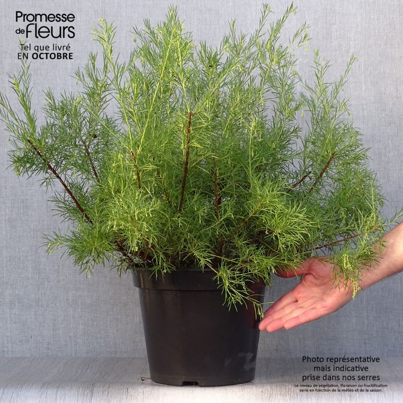 Example of Grevillea gracilis Alba - Silbereiche Topf mit 7,5L/10L as you get in automne