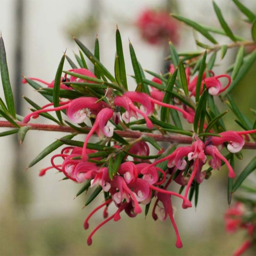 Grevillea gracilis Clearview David - Silbereiche (Flowering)