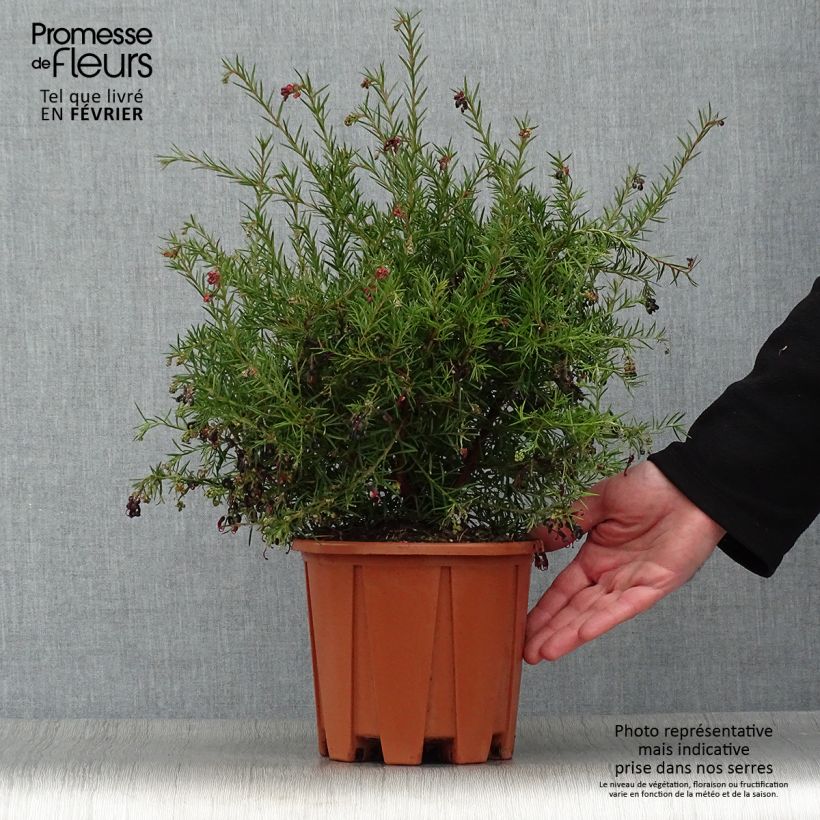 Exemplar von Grevillea gracilis Clearview David - Silbereiche Topf mit 2L/3L wie im Winter geliefert