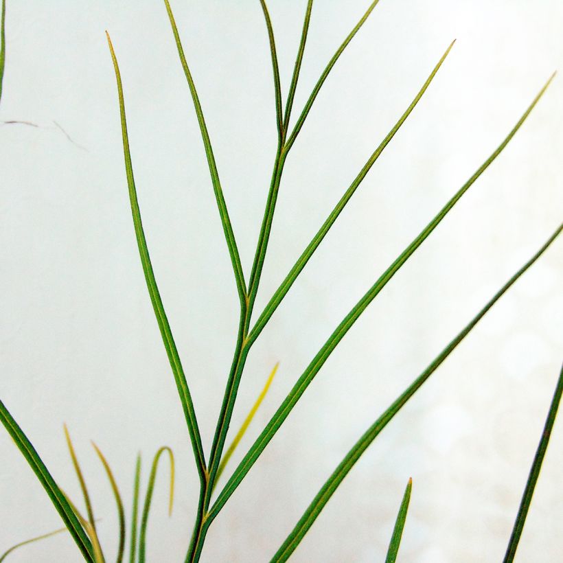 Grevillea johnsonii - Silbereiche (Foliage)