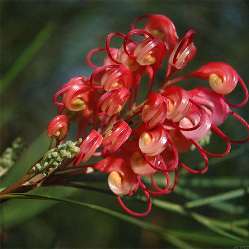 Grevillea johnsonii - Silbereiche (Flowering)