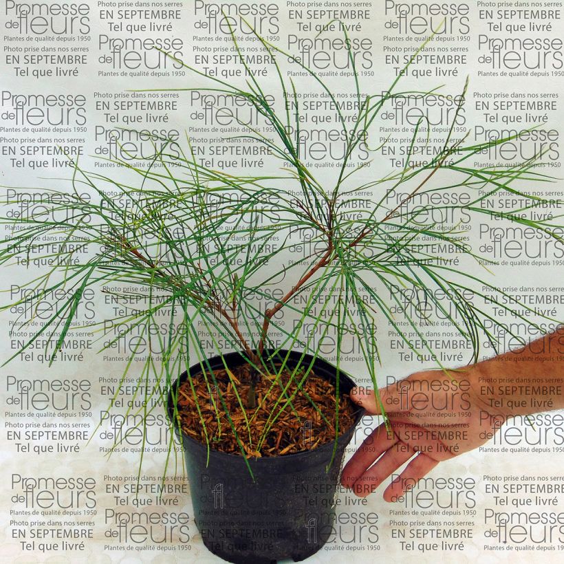 Example of Grevillea johnsonii - Silbereiche Topf mit 2L/3L as you get