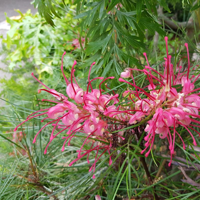 Grevillea johnsonii - Silbereiche (Blüte)