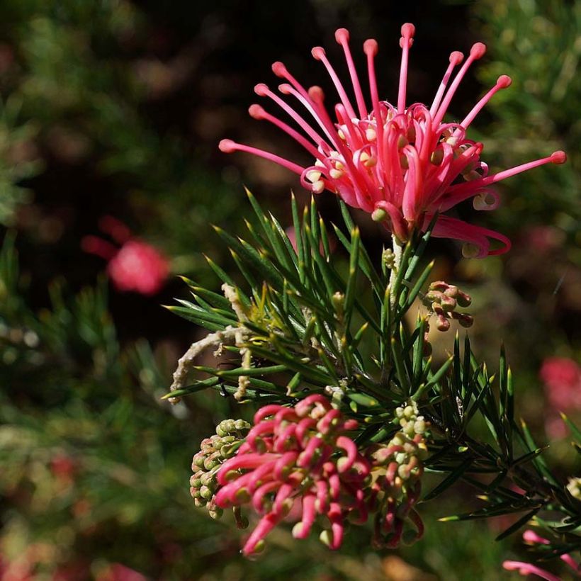 Grevillea juniperina - Australische Silbereiche (Flowering)