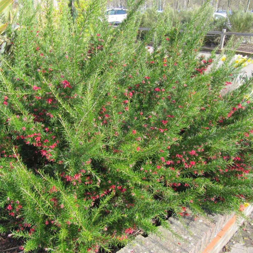 Grevillea Canberra Gem - Silbereiche (Plant habit)