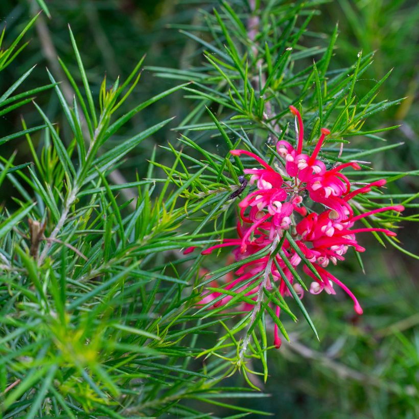 Grevillea Canberra Gem - Silbereiche (Blüte)