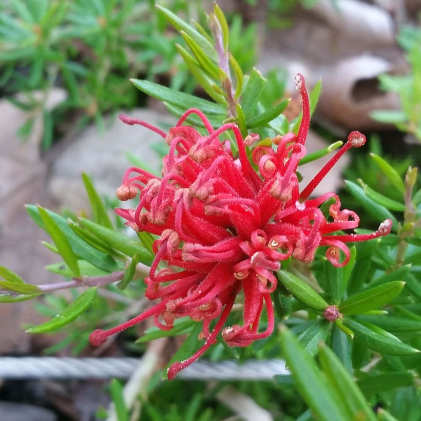 Grevillea juniperina New Blood - Australische Silbereiche (Flowering)