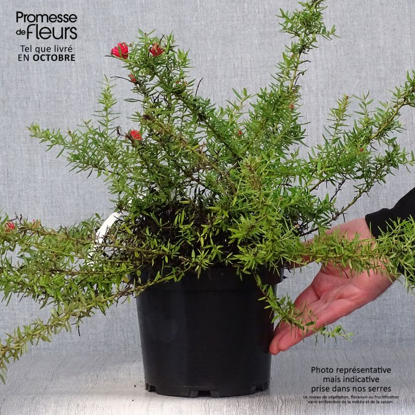 Example of Grevillea juniperina New Blood - Australische Silbereiche Topf mit 2L/3L as you get in automne