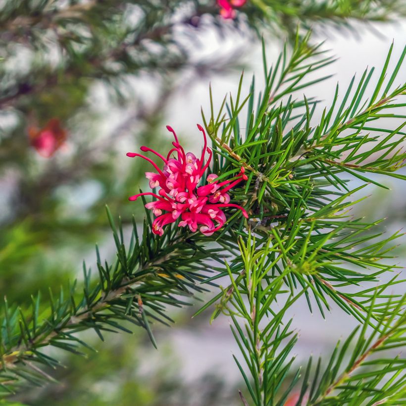 Grevillea juniperina - Australische Silbereiche (Laub)