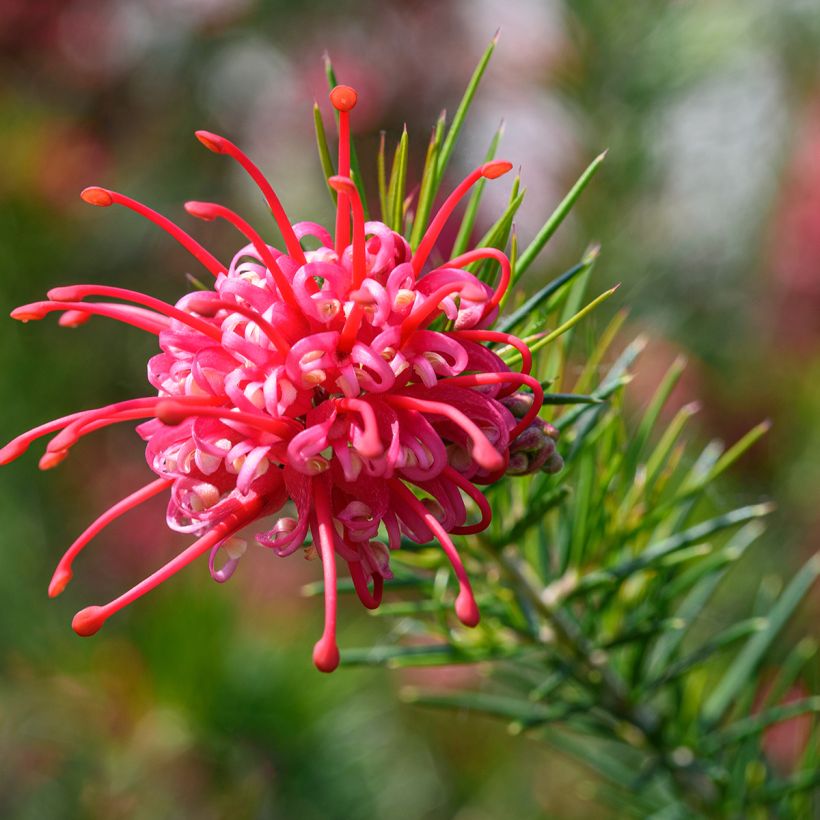 Grevillea juniperina - Australische Silbereiche (Blüte)