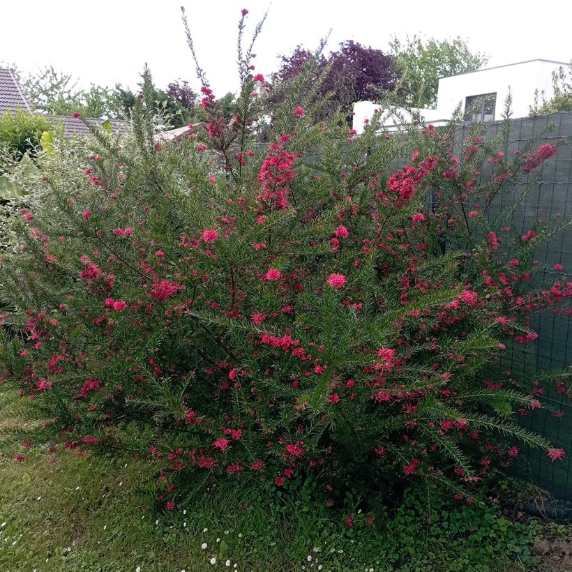 Grevillea juniperina - Australische Silbereiche (Wuchs)