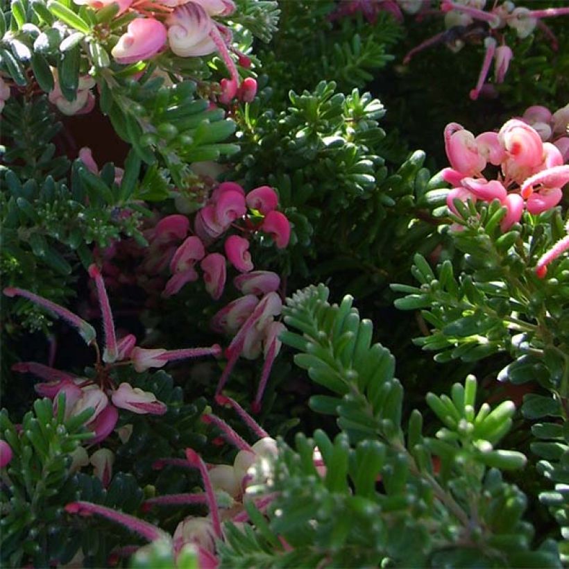 Grevillea lanigera Tamboritha - Australische Silbereiche (Foliage)