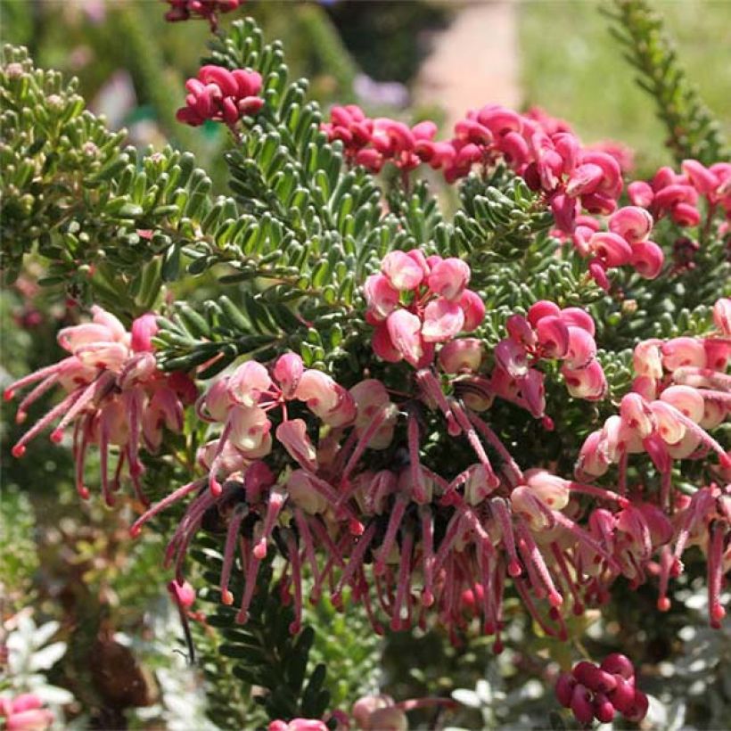 Grevillea lanigera Tamboritha - Australische Silbereiche (Flowering)