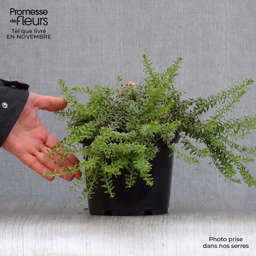 Example of Grevillea lanigera Tamboritha - Australische Silbereiche Topf mit 2L/3L as you get in automne