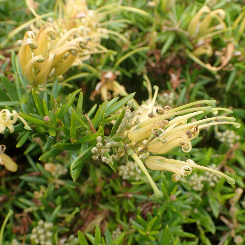 Grevillea prostrata Aurea - Silbereiche (Flowering)