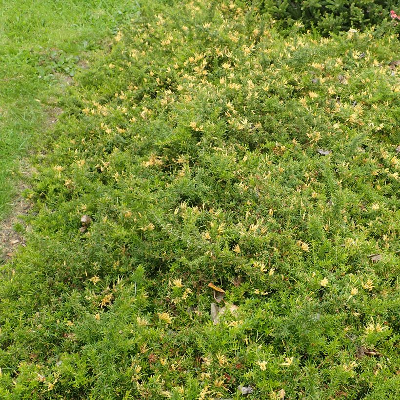 Grevillea prostrata Aurea - Silbereiche (Plant habit)