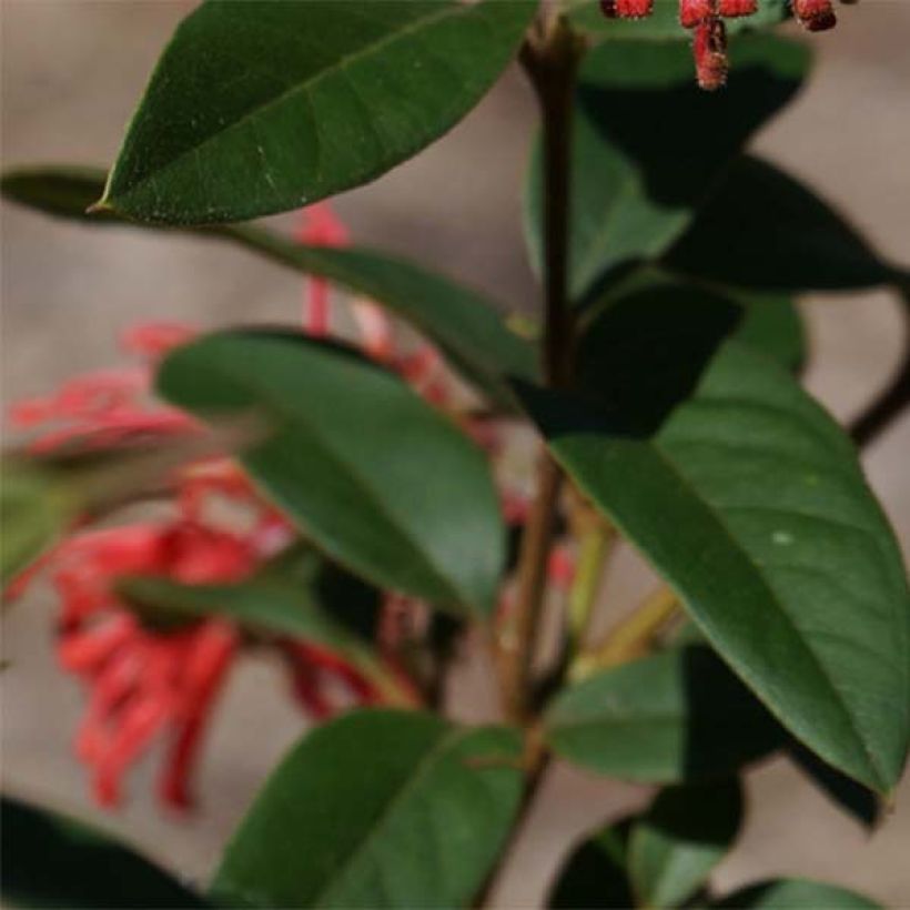 Grevillea rhyolitica - Australische Silbereiche (Foliage)