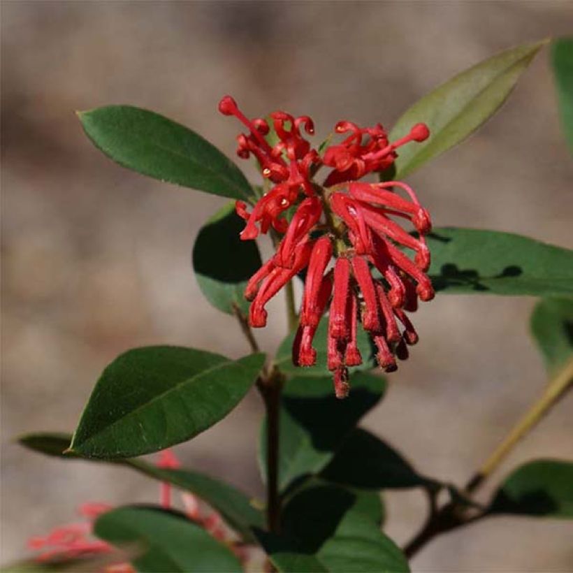 Grevillea rhyolitica - Australische Silbereiche (Flowering)