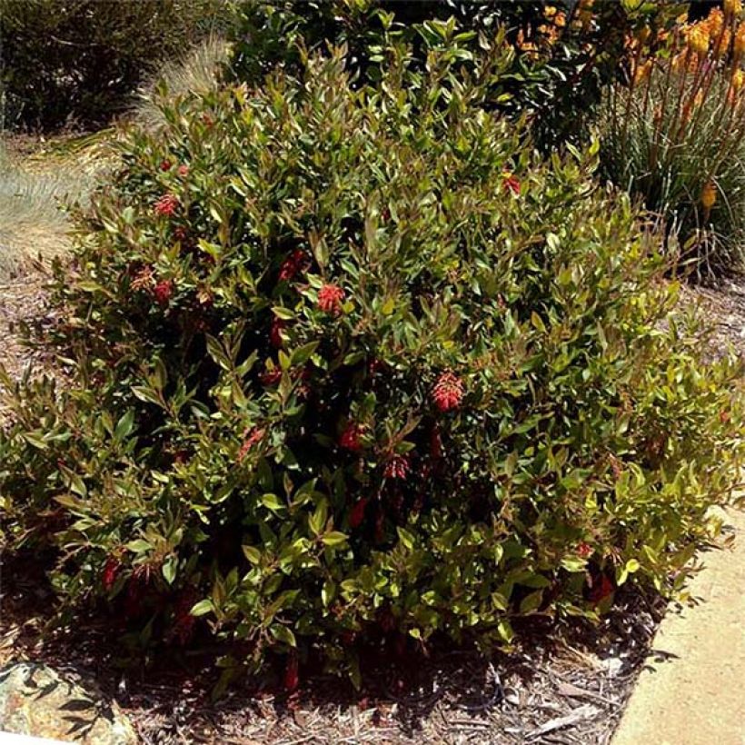 Grevillea rhyolitica - Australische Silbereiche (Plant habit)