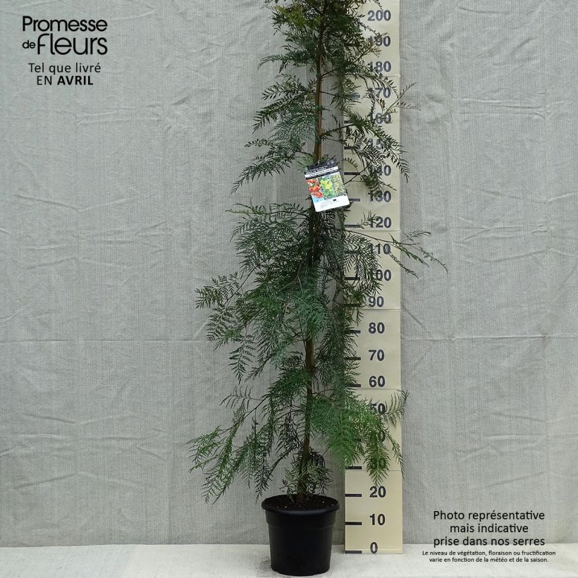 Exemplar von Grevillea robusta - Silbereiche Topf mit 7,5L/10L wie im Frühjahr geliefert