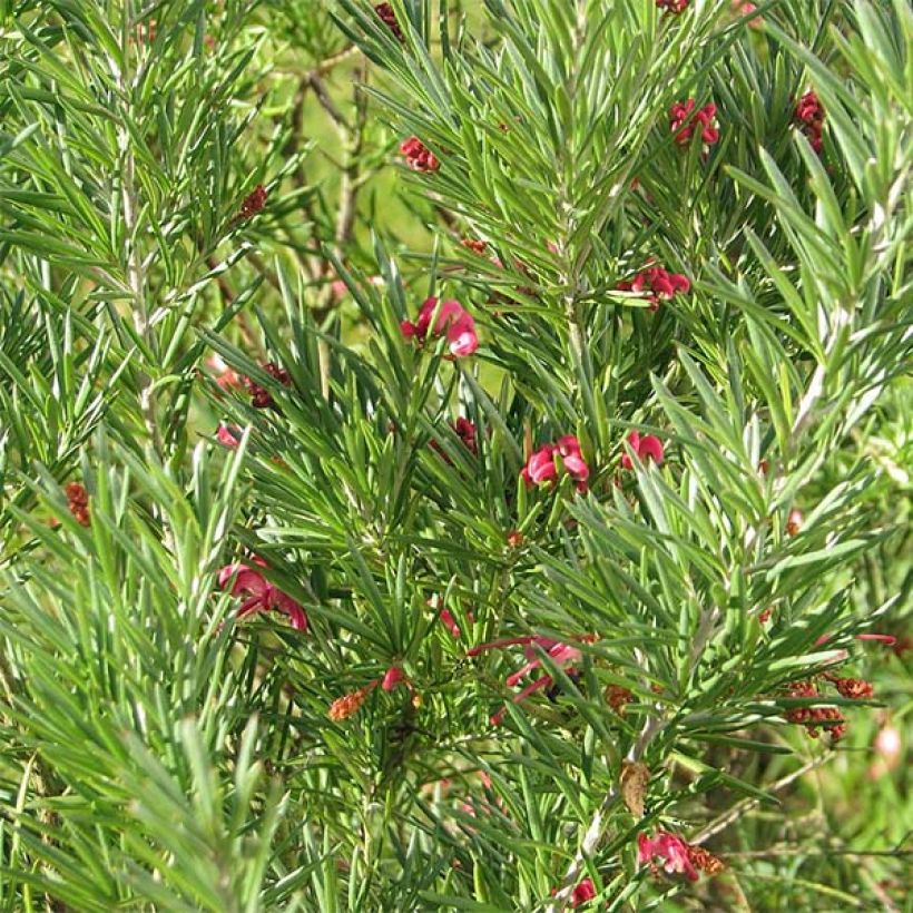 Grevillea rosmarinifolia - Rosmarin-Silbereiche (Foliage)