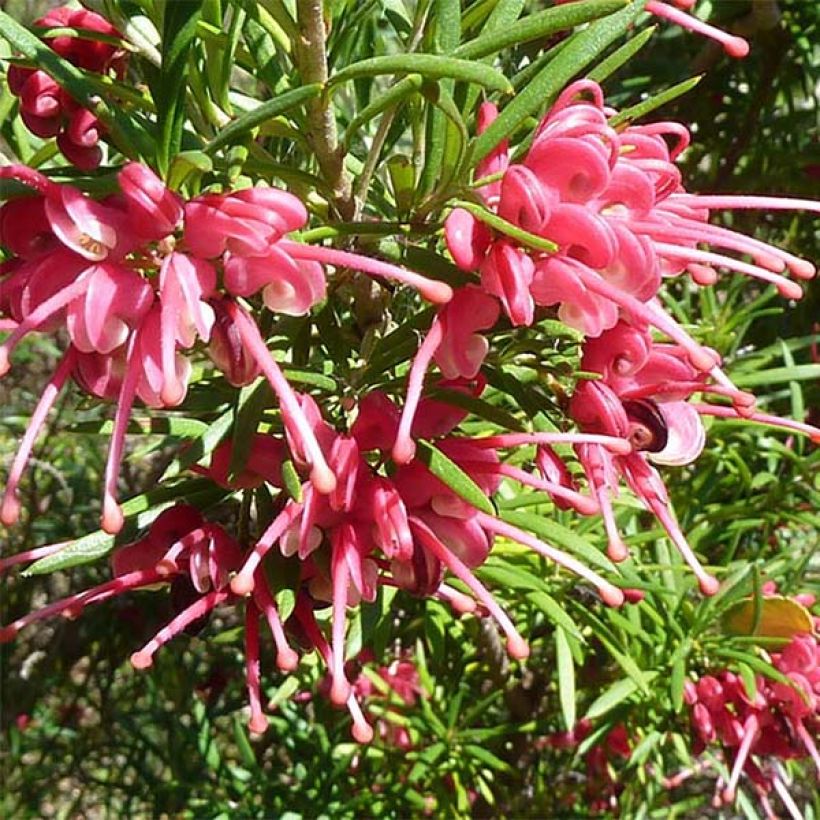 Grevillea rosmarinifolia - Rosmarin-Silbereiche (Flowering)