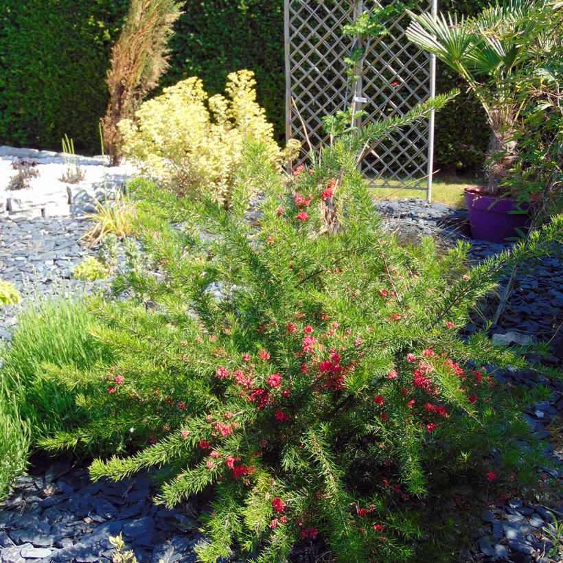 Grevillea rosmarinifolia - Rosmarin-Silbereiche (Plant habit)
