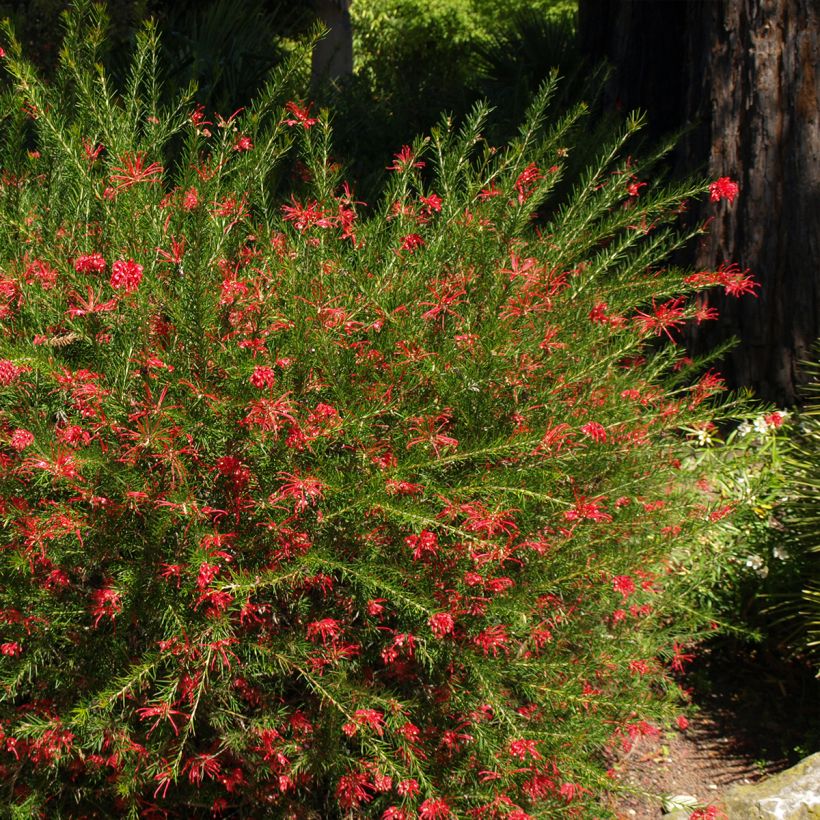 Grevillea rosmarinifolia Clearview David - Rosmarin-Silbereiche (Plant habit)